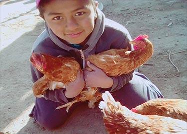 Niña sujetando gallinas Niña sujetando gallinas